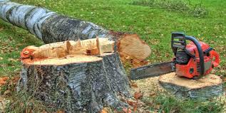 Trusted Cheltenham Village, PA Tree Removal and Landscaping Services Experts